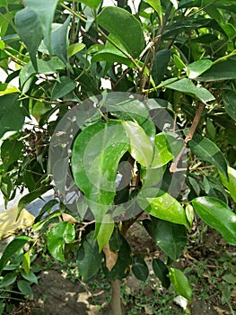 Ficus Benjamina (Weeping Fig) photo